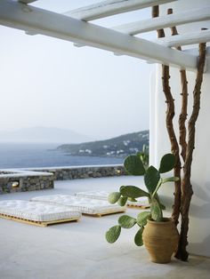 a potted plant sitting on top of a white floor next to a wooden bench