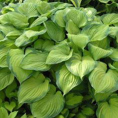 green leaves are growing in the garden