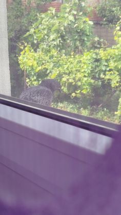 a bird is sitting on the window sill looking out at the trees and bushes