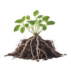 a small tree with green leaves growing out of it's roots on top of dirt