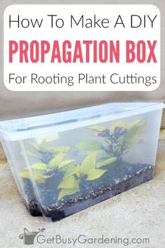 a plastic container filled with plants and text that reads how to make a diy propagation box for rooting plant cuttings