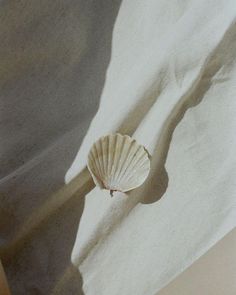 a seashell is sitting on a white sheet in the sun with shadow from it