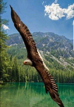 an eagle flying over a lake with mountains in the background