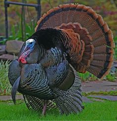 a large turkey standing on top of a lush green field