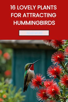 a hummingbird sitting on top of red flowers with the words, 16 lovely plants for attracting hummingbirds