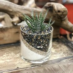 a small glass vase filled with gravel and plants