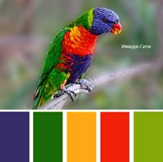 a colorful bird sitting on top of a tree branch next to color swatches in different colors