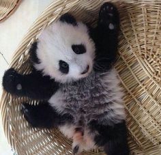 a baby panda bear is sitting in a wicker basket with its paw up to the camera