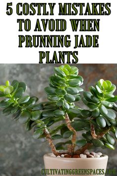 a potted plant with text overlay that reads 5 cortiy mistakes to avoid when pruning jade plants