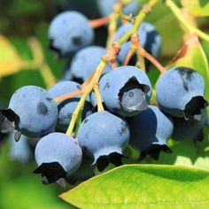 blueberries growing on a tree with green leaves