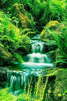 a stream running through a lush green forest filled with lots of trees and plants on either side