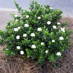 a bush with white flowers growing out of it