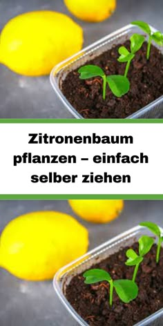 there are two containers with plants growing out of the soil and lemons in the background