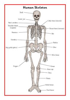 a diagram of the human skeleton with labels