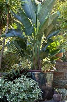 two large potted plants sitting next to each other