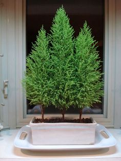 a potted plant sitting on top of a white tray in front of a window