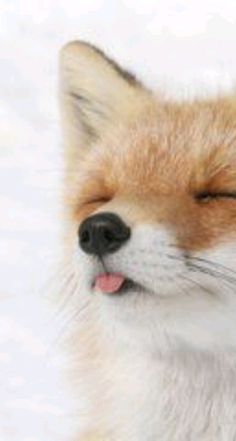 a close up of a fox with its eyes closed