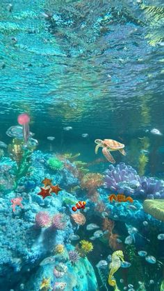 an aquarium with many different types of fish and sea animals swimming around the corals