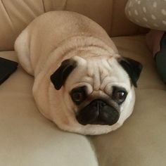 a small pug dog laying on top of a couch