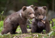 two brown bears standing next to each other