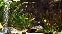 an aquarium filled with plants and fish