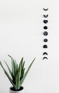 a potted plant sitting on top of a table next to a wall mounted moon phases