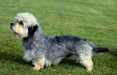 a small gray and white dog standing in the grass