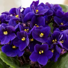 purple flowers with yellow stamens on green leaves