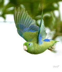 a blue and green bird flying through the air