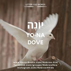 a white dove with the words yona dove on it's back and in front of a wooden background