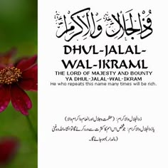 an image of a red flower with the words dhul - ajal wall - krami