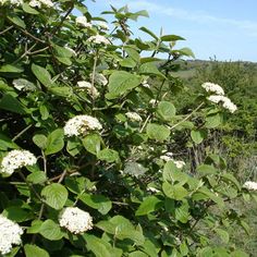 white flowers growing on the side of a hill with trees and bushes in the background