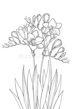 the outline drawing of flowers on a white background royalty illustration for coloring book pages, cards and