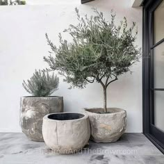 three cement planters sitting next to each other on a patio with an olive tree in the middle