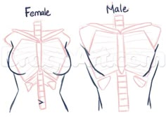 the female and male torso are shown in this drawing