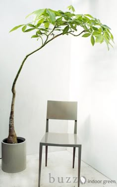 a chair sitting next to a potted plant