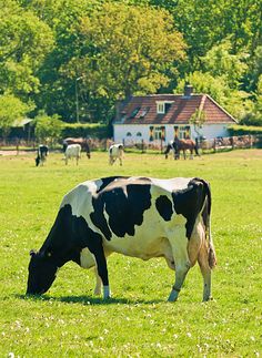 a black and white cow eating grass in a field with other cows grazing behind it