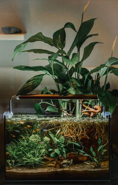 an aquarium filled with plants and water