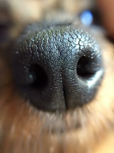 the nose of a dog with it's nose close up