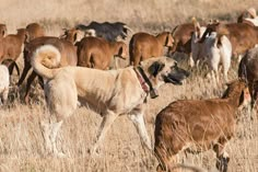 a large dog is walking in the middle of a herd of goats and other animals