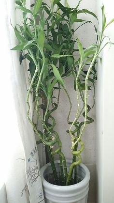 a potted plant sitting on top of a window sill next to a curtain