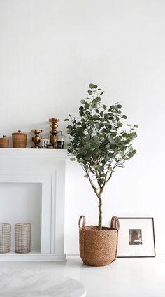 a potted plant sitting on top of a white table next to a fire place