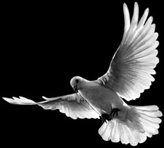 a white bird is flying in the air