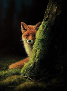 a red fox hiding behind a mossy tree