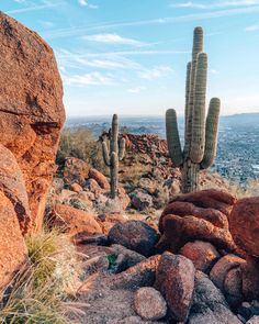 a cactus and some rocks in the desert