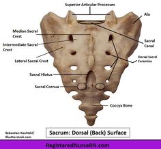 an image of the structure of the human skull