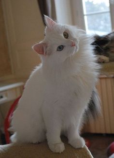 a white cat sitting on top of a chair next to a window