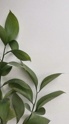 a plant with green leaves on it against a white wall