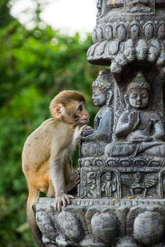 Swayambhunath Temple, Travel Nepal, Kathmandu Valley, Nepal Travel, Street Dogs, Kathmandu Nepal, A Monkey, The Himalayas