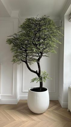 a bonsai tree in a white pot on the floor